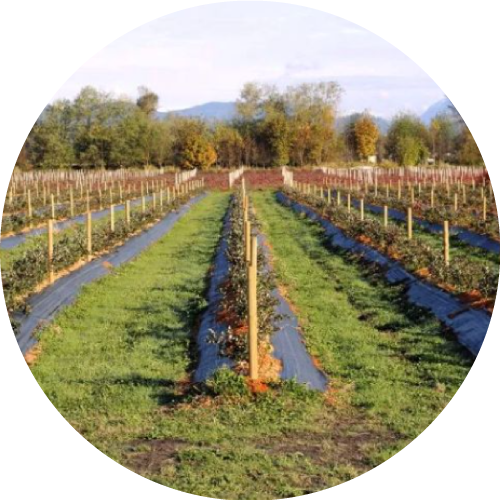 Malla Mulch Antimaleza - Imagen 2