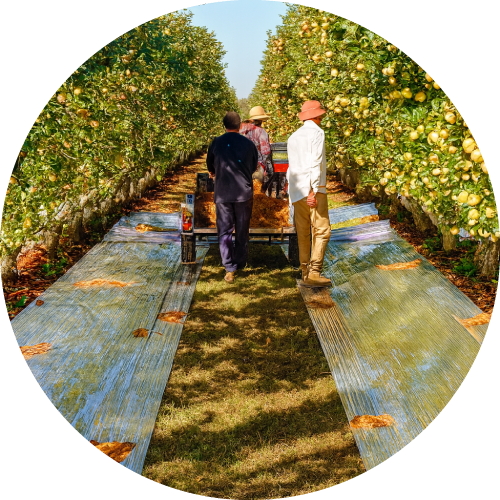 Film Reflectante - Imagen 2