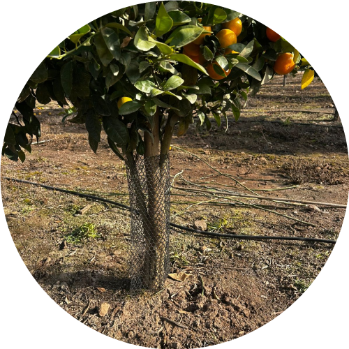 Malla Protectora de Árboles - Imagen 3