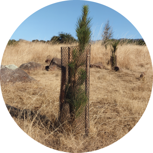 Malla Protectora de Árboles - Imagen 2