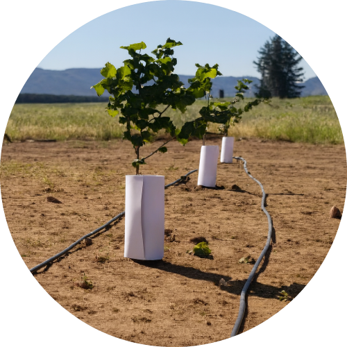 Protectores Termolaminados - Imagen 2