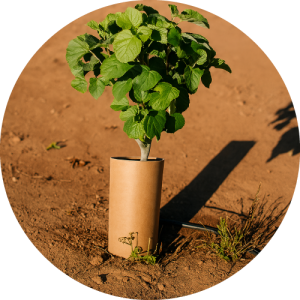 Protectores Termolaminados