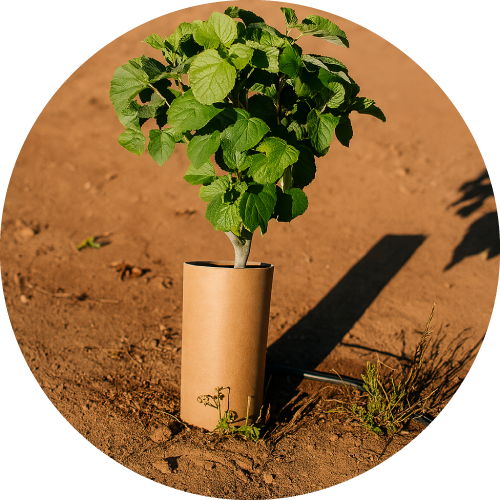 Protectores Termolaminados