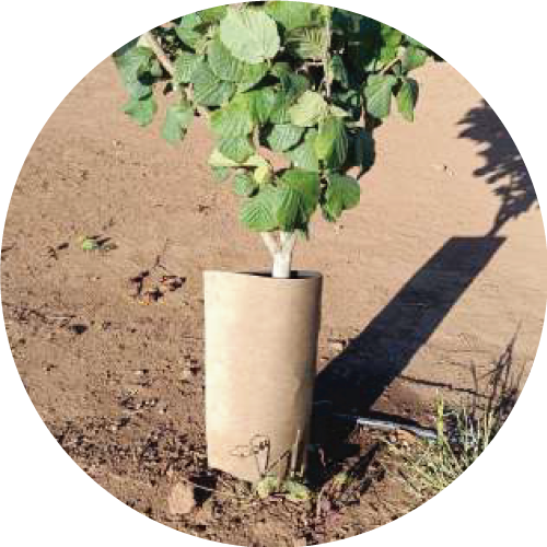 Protectores Termolaminados - Imagen 3