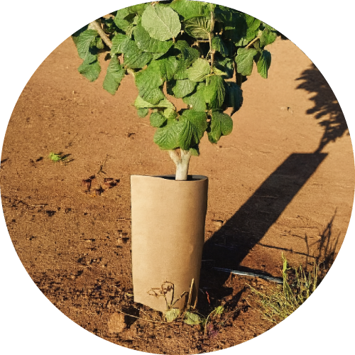 Protectores Termolaminados - Imagen 4